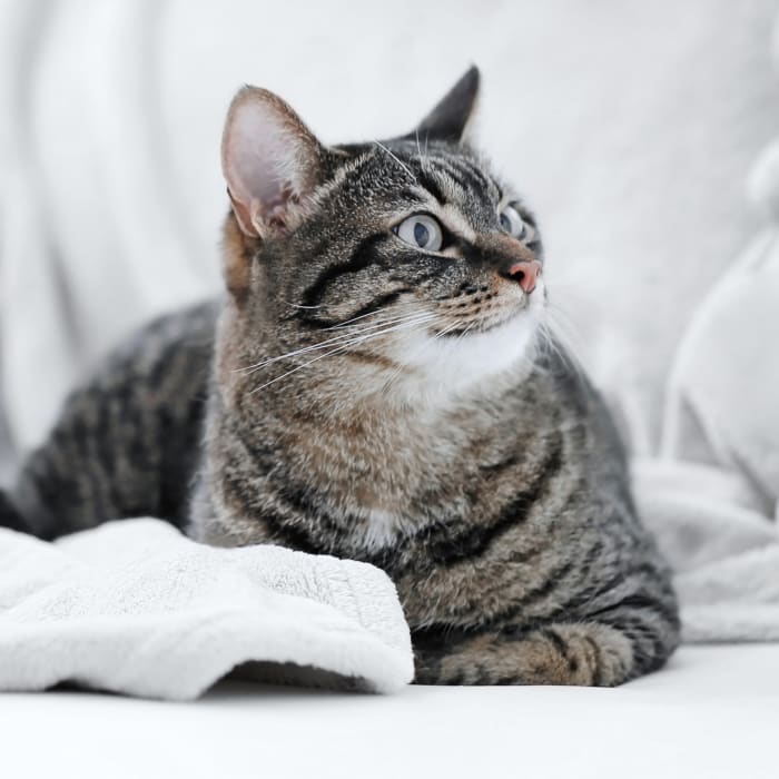 Animal Hospital in Vienna