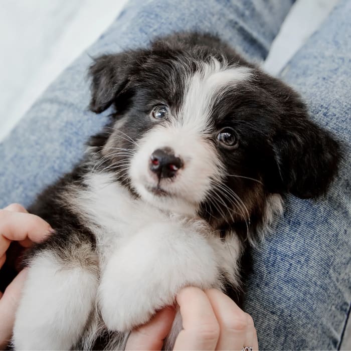 Animal Hospital in Vienna