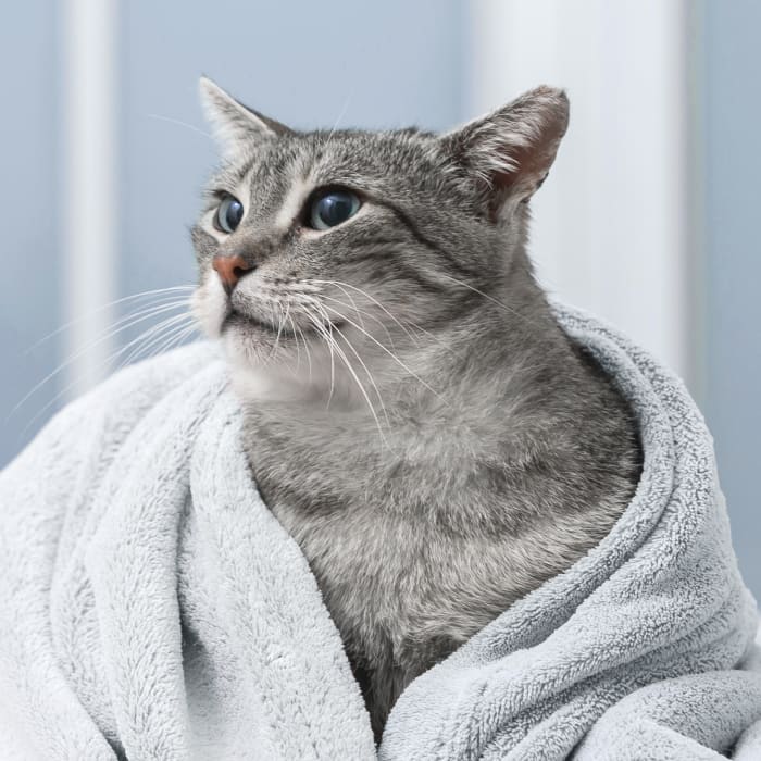 Animal Hospital in Vienna