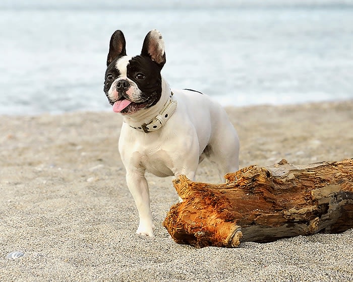 Neurology Services, Vienna Veterinarian